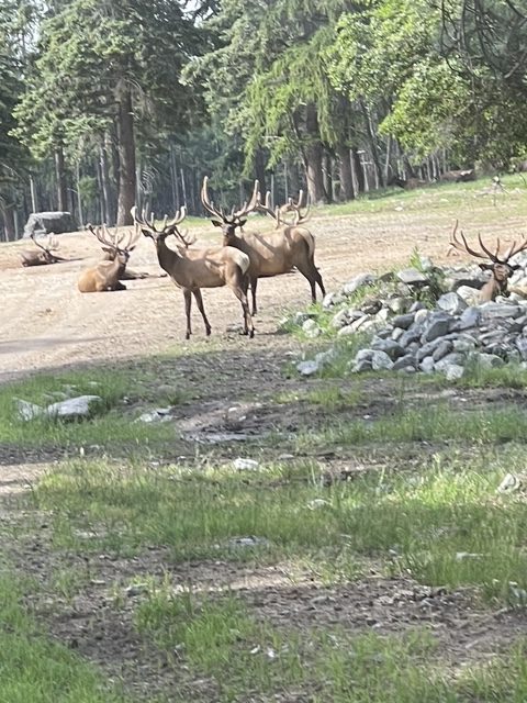 Deer rotated