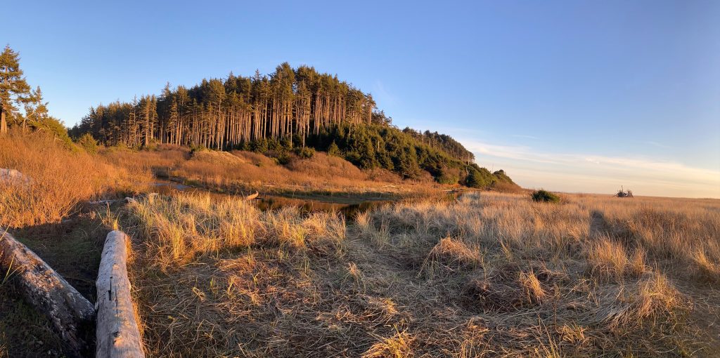 Trees
